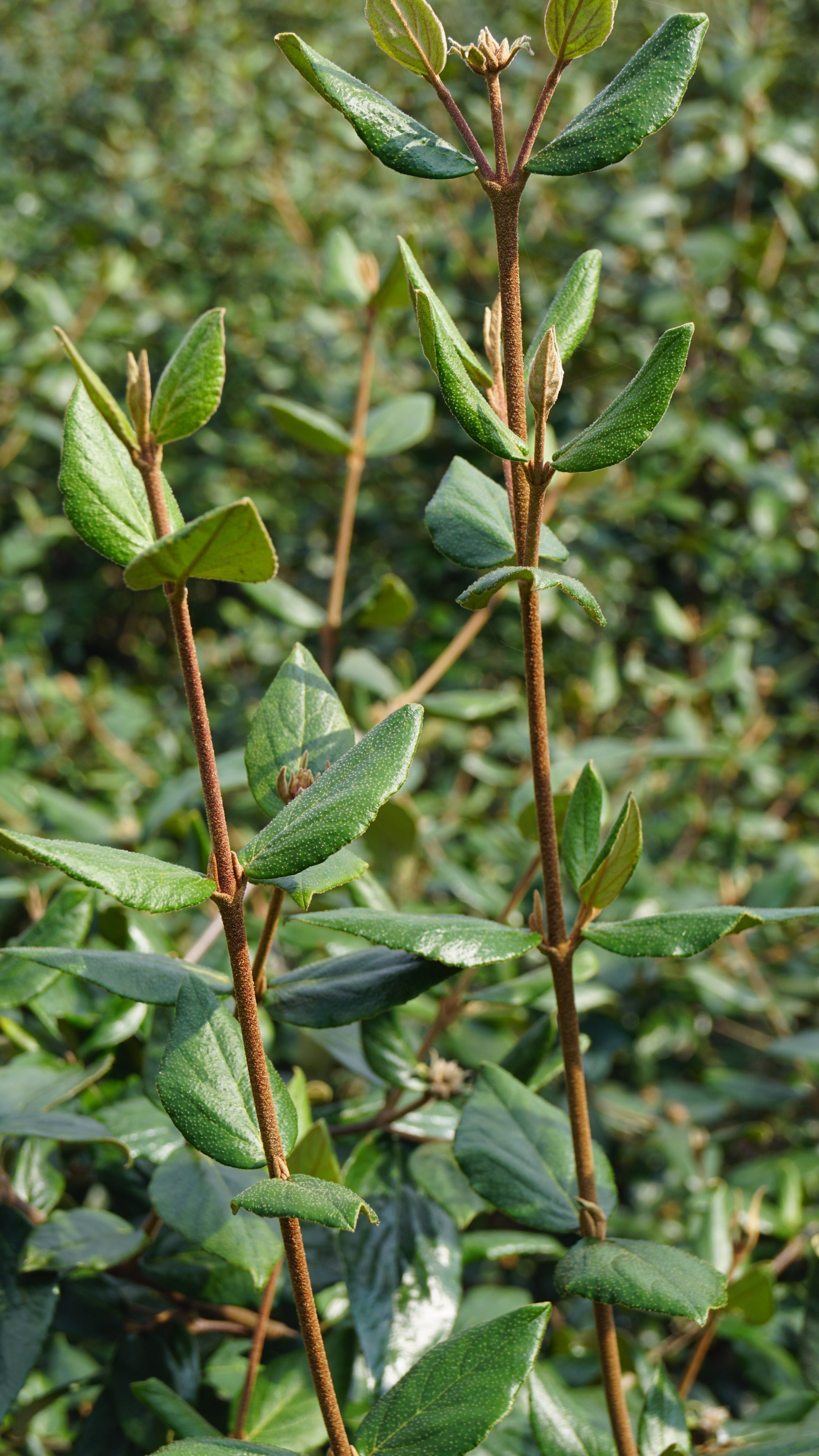 Viburnum burkwoodii (2)